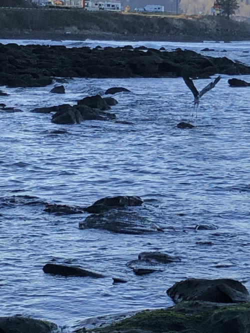 Blue Heron in flight