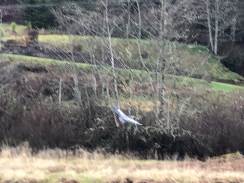 white bird in flight