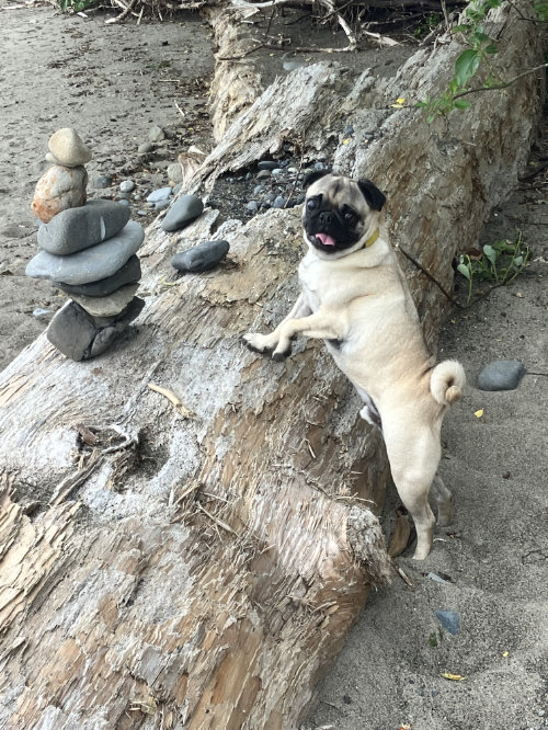 stone cairn and pug dog