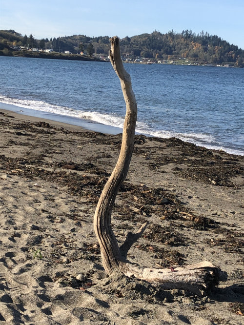 Driftwood outside Seiku