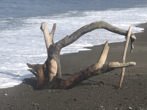 Driftwood on the beach