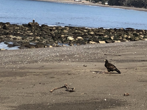 Eagle on the beach