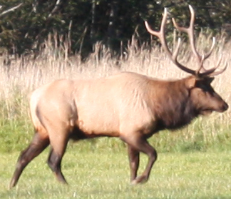 Bull elk