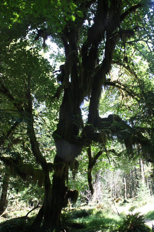 Hoh rainforest moss on tree