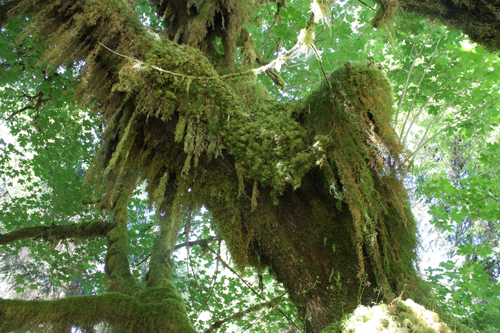 moss in Hoh rainforest