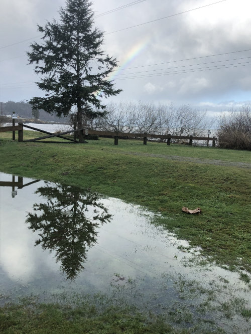 Rainbow and reflected tree